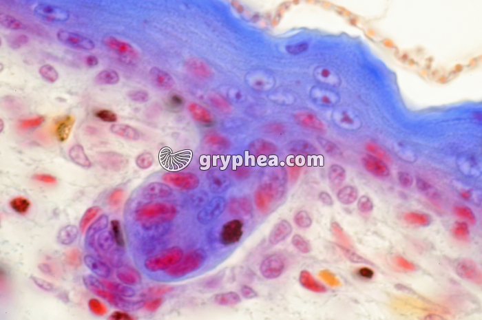 Cellules épiderme embryon souris x400 - gryphea.org